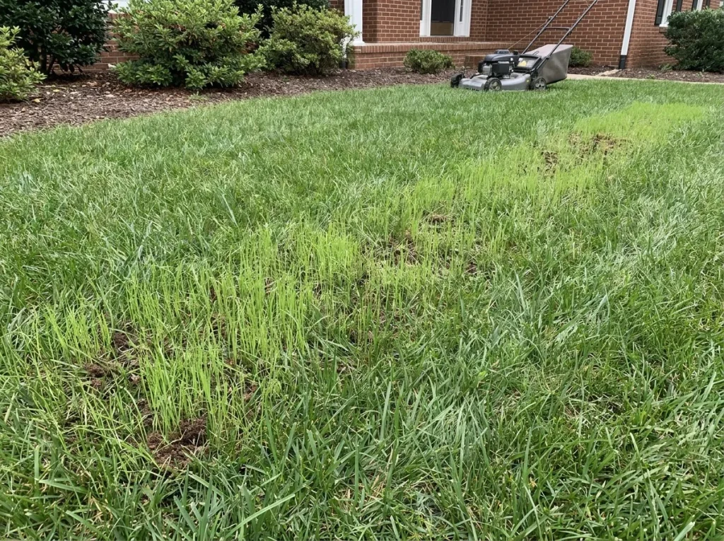 Close-up of new tall fescue seedlings at mowing height beside a broken-down aeration core on day fourteen after overseeding.